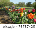チューリップを楽しむファミリー 76737425
