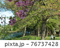親子で手を繋いで公園を歩いて楽しむ桜の頃 76737428