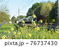 菜の花の中を走る鉄道・列車が好き 76737430