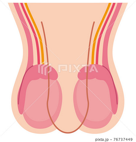睾丸の構造 76737449