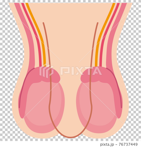 Testicle structure 76737449