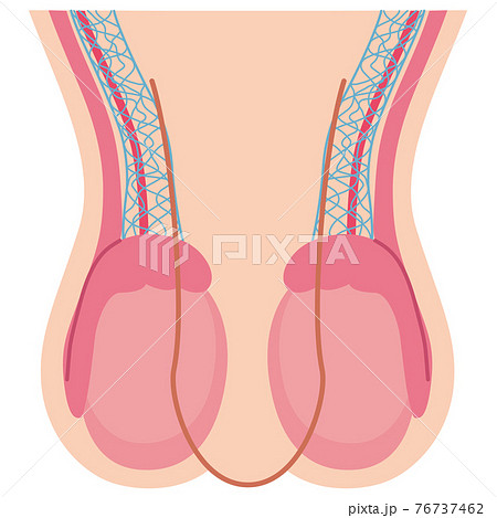 睾丸の構造 76737462