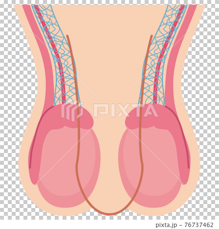 睾丸結構 睾丸結構 76737462