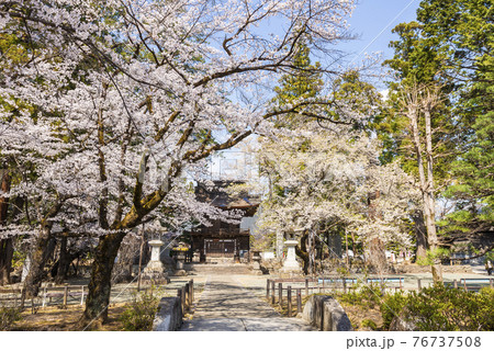 桜が映える春の恵林寺の写真素材