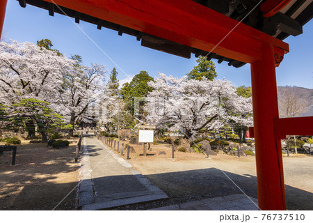 桜が映える春の恵林寺の写真素材