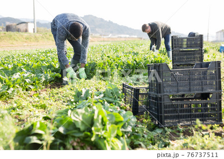 Men horticulturists picking harvest of green spinach 76737511