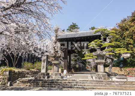 桜が映える春の恵林寺の写真素材 桜が映える春の恵林寺の写真素材