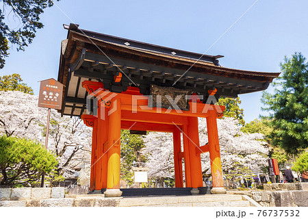 桜が映える春の恵林寺 桜が映える春の恵林寺 76737532