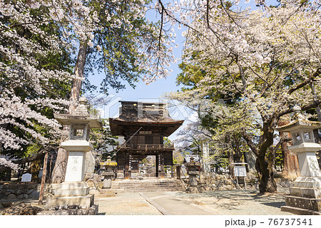 桜が映える春の恵林寺の写真素材