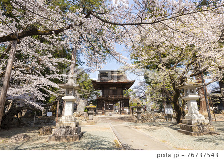 桜が映える春の恵林寺の写真素材