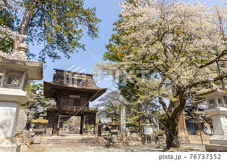 桜が映える春の恵林寺 76737552