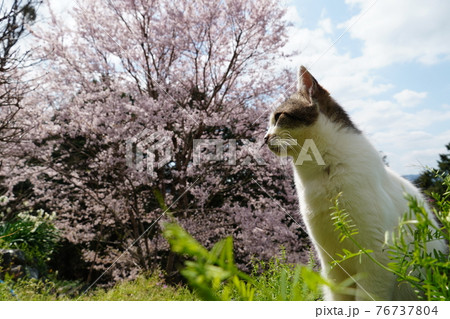 春うららかな日のんびり過ごす野良猫 春うららかな日のんびり過ごす野良猫 76737804