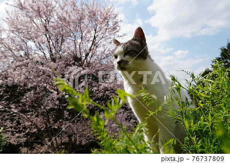 春うららかな日のんびり過ごす野良猫 76737809