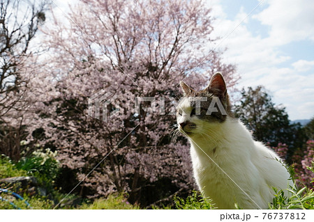 春うららかな日のんびり過ごす野良猫 春うららかな日のんびり過ごす野良猫 76737812