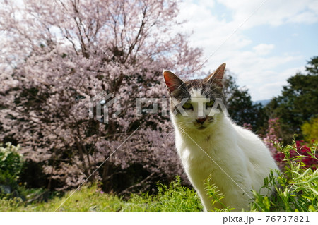 春うららかな日のんびり過ごす野良猫 76737821