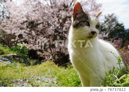 春うららかな日のんびり過ごす野良猫 春うららかな日のんびり過ごす野良猫 76737822