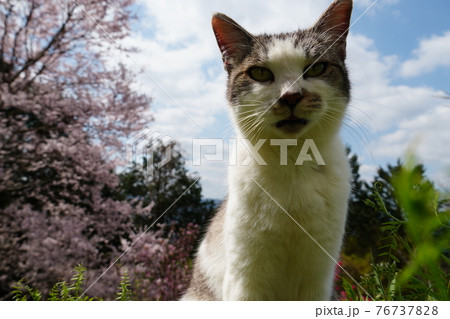 春うららかな日のんびり過ごす野良猫 春うららかな日のんびり過ごす野良猫 76737828
