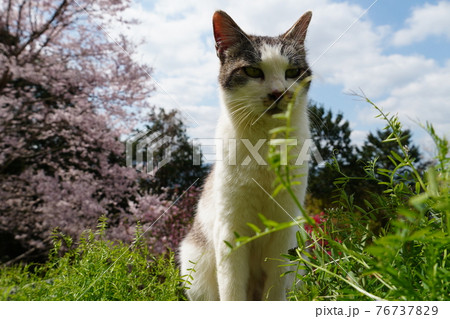 春うららかな日のんびり過ごす野良猫 春うららかな日のんびり過ごす野良猫 76737829