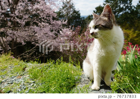 春うららかな日のんびり過ごす野良猫 春うららかな日のんびり過ごす野良猫 76737833