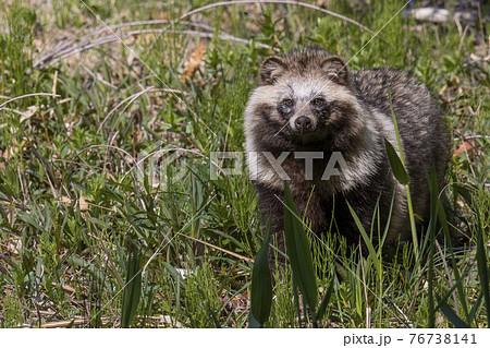 茂みから現れた野生のタヌキ 4月 東京多摩の写真素材