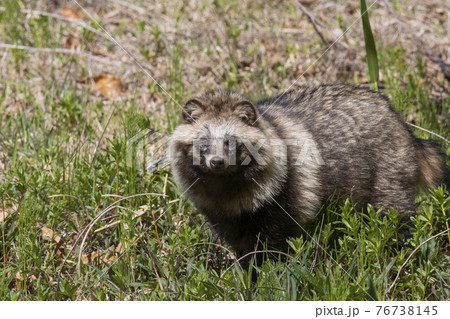 茂みから現れた野生のタヌキ 4月 東京多摩の写真素材
