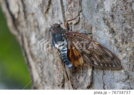 夏の陽射しや暑さを連想させる鳴き声　アブラゼミ 76738737