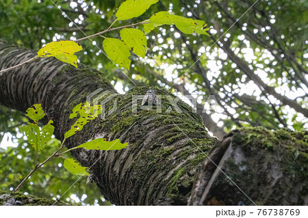 夏の陽射しや暑さを連想させる鳴き声　アブラゼミ 76738769