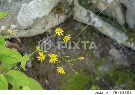 鍵掛峠のハナニガナ 鍵掛峠のハナニガナ 76738808