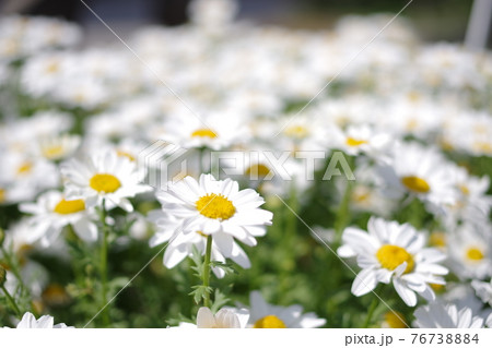 白いマーガレットの花壇の写真素材 白いマーガレットの花壇の写真素材
