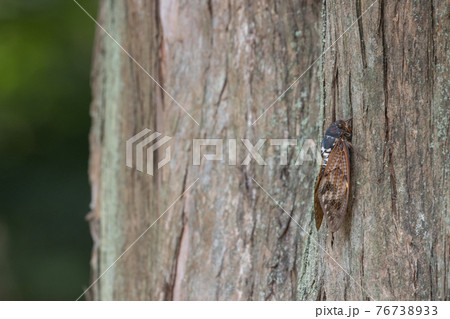 夏の陽射しや暑さを連想させる鳴き声 アブラゼミ 夏の陽射しや暑さを連想させる鳴き声 アブラゼミ 76738933