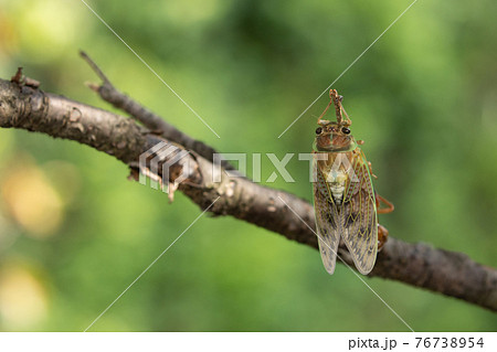 夏の陽射しや暑さを連想させる鳴き声 アブラゼミ 夏の陽射しや暑さを連想させる鳴き声 アブラゼミ 76738954