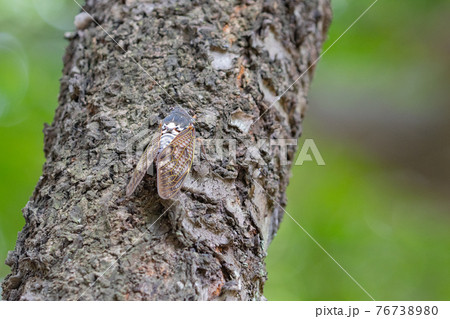 夏の陽射しや暑さを連想させる鳴き声　アブラゼミ 76738980