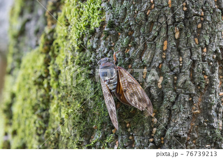 夏の陽射しや暑さを連想させる鳴き声 アブラゼミ 夏の陽射しや暑さを連想させる鳴き声 アブラゼミ 76739213