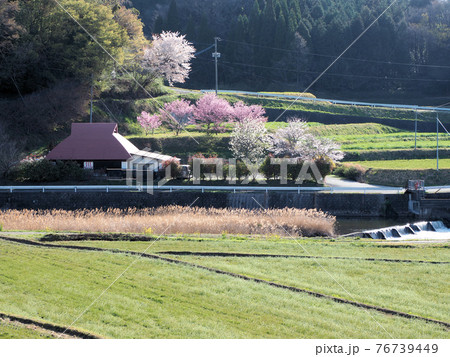 さくらが満開の宮城温泉出会いの湯　大分県竹田市上坂田 76739449