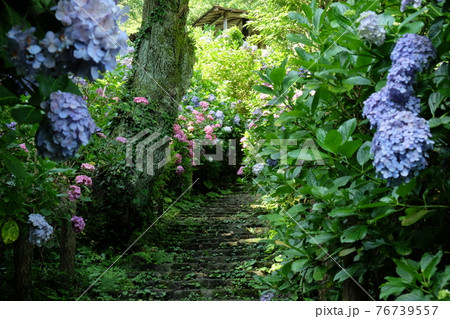 下田公園の紫陽花 下田公園の紫陽花 76739557
