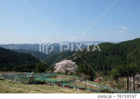 八徳の一本桜 76739597