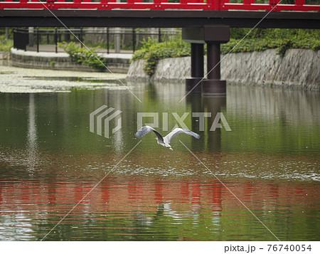 河底池の上を飛ぶサギ 76740054