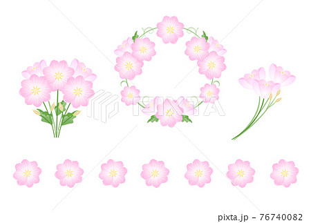 ヒルザキツキミソウ 76740082