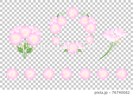 ヒルザキツキミソウ 76740082