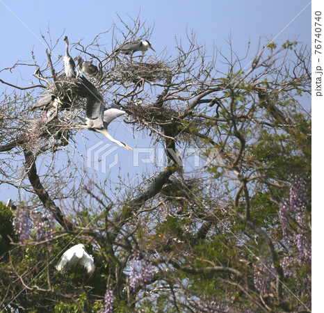 神埼千代田町水鳥楽園」の藤の花とサギ 神埼千代田町水鳥楽園」の藤の花とサギ 76740740