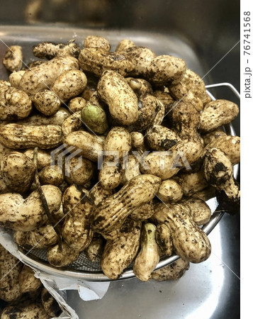 掘ってきた採れたて落花生 掘ってきた採れたて落花生 76741568