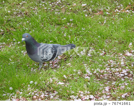 優しそうなハトさん 可愛いデス の写真素材