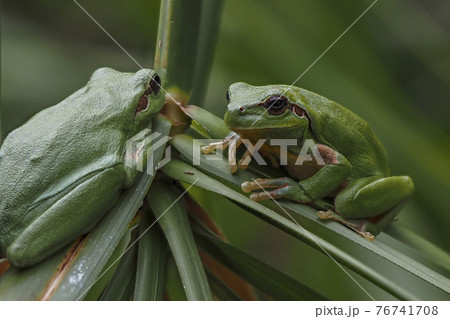 european common tree frog close up european common tree frog close up 76741708