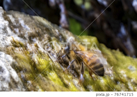 bee drinking water on moss covered rock 76741715