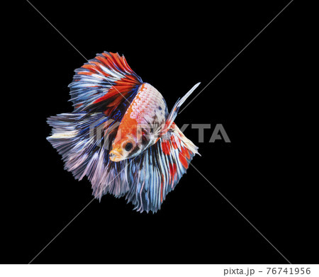 Rhythmic of betta splendens fighting fish over isolated black background. Rhythmic of betta splendens fighting fish over isolated black background. 76741956