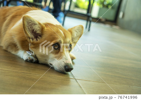Adorable pembroke welsh corgi dog short-leg lying down resting on the floor Adorable pembroke welsh corgi dog short-leg lying down resting on the floor 76741996