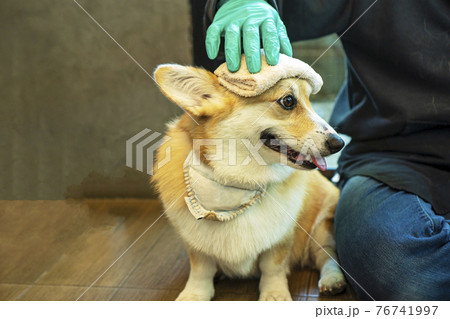 Adorable welsh corgi pembroke sitting beside owner or trainer wear glove in hand Adorable welsh corgi pembroke sitting beside owner or trainer wear glove in hand 76741997