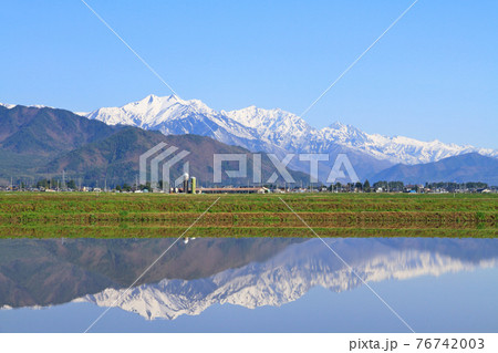 北アルプス後立山連峰山麓の春 76742003