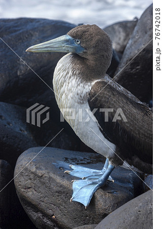 Blue-footed Booby - Espanola in the Galapagos Islands 76742018