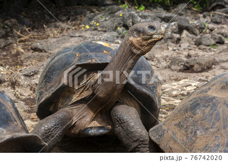 Giant Galapagos Tortoise - Santa Cruz Island in the Galapagos Islands 76742020